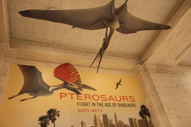 pterosaurios-en-el-museo-de-historia natural los angeles