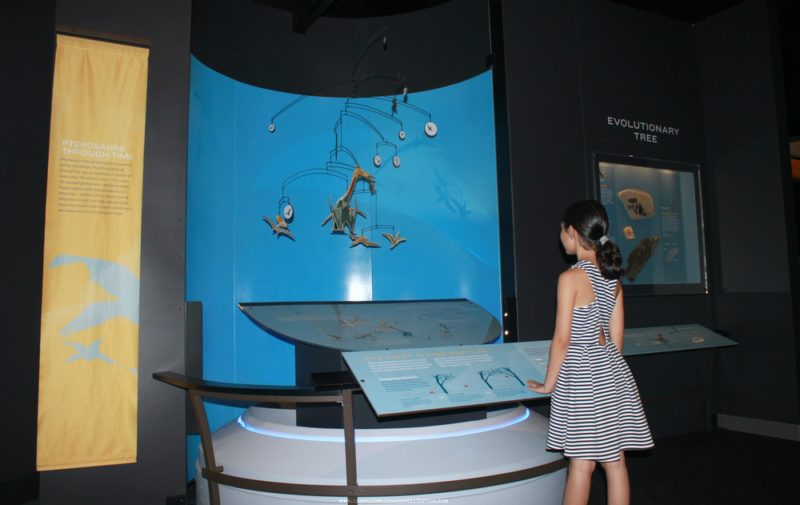 pterosaurios-en-el-museo-de-historia Natural Los Angeles